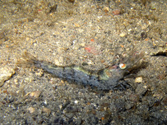 Heteropenaeus longimanus