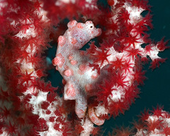 Hippocampus bargibanti