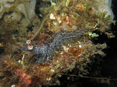 Heteropenaeus longimanus