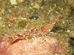 Heteropenaeus longimanus