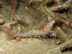 Heteropenaeus longimanus