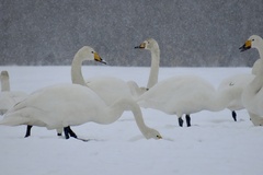 Cygnus cygnus