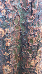 Burseraceae