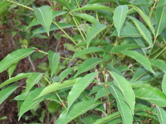 Elaeagnaceae