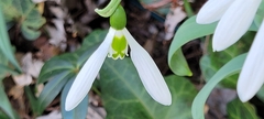 Galanthus elwesii
