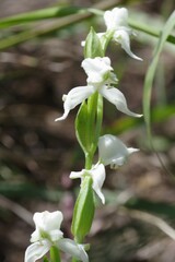 Disperis wealei