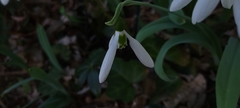 Galanthus elwesii