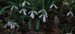 Galanthus elwesii