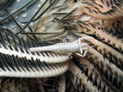 Laomenes amboinensis