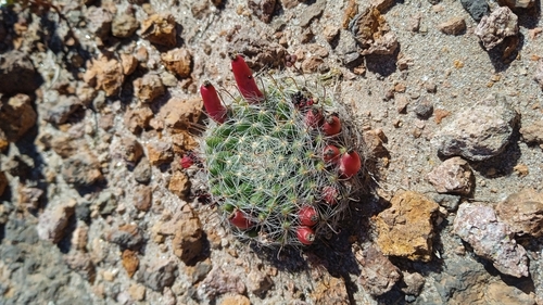 Mammillaria bocasana
