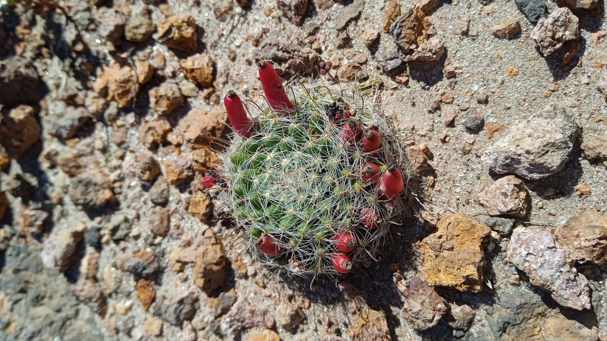 Mammillaria bocasana
