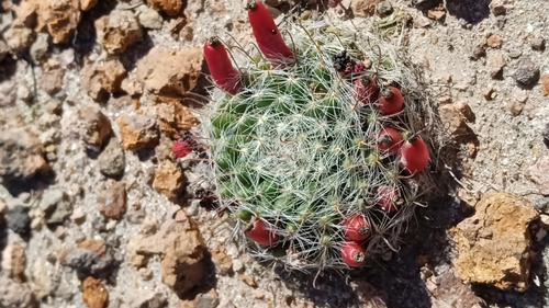 Mammillaria bocasana