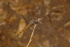 Trithemis werneri