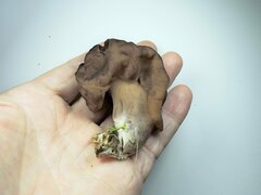 Gyromitra esculenta