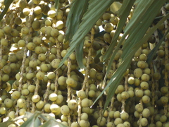 Caryota urens