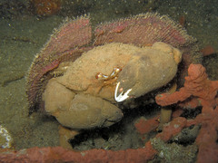 Lauridromia dehaani