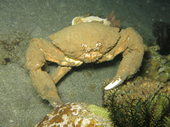 Lauridromia dehaani