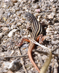 Acanthodactylus erythrurus