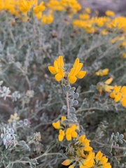 Coronilla