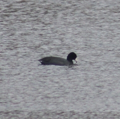 Fulica americana