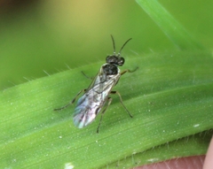 Symphyta