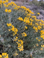 Coronilla