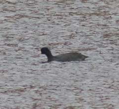 Fulica americana