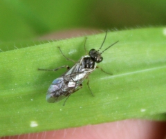 Symphyta