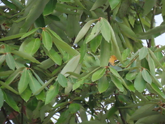 Actinodaphne