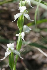 Disperis wealei