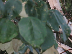 Mallotus philippensis