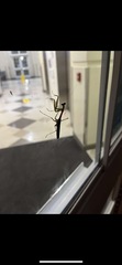 Miomantis caffra
