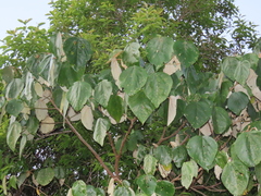 Mallotus philippensis