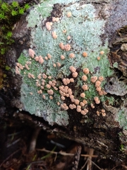 Aleurodiscus amorphus