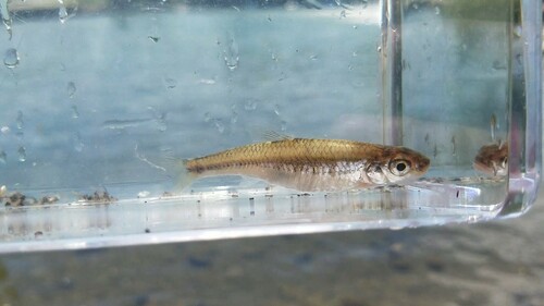 Sand shiner (Notropis stramineus) — Cyprinidae — 3