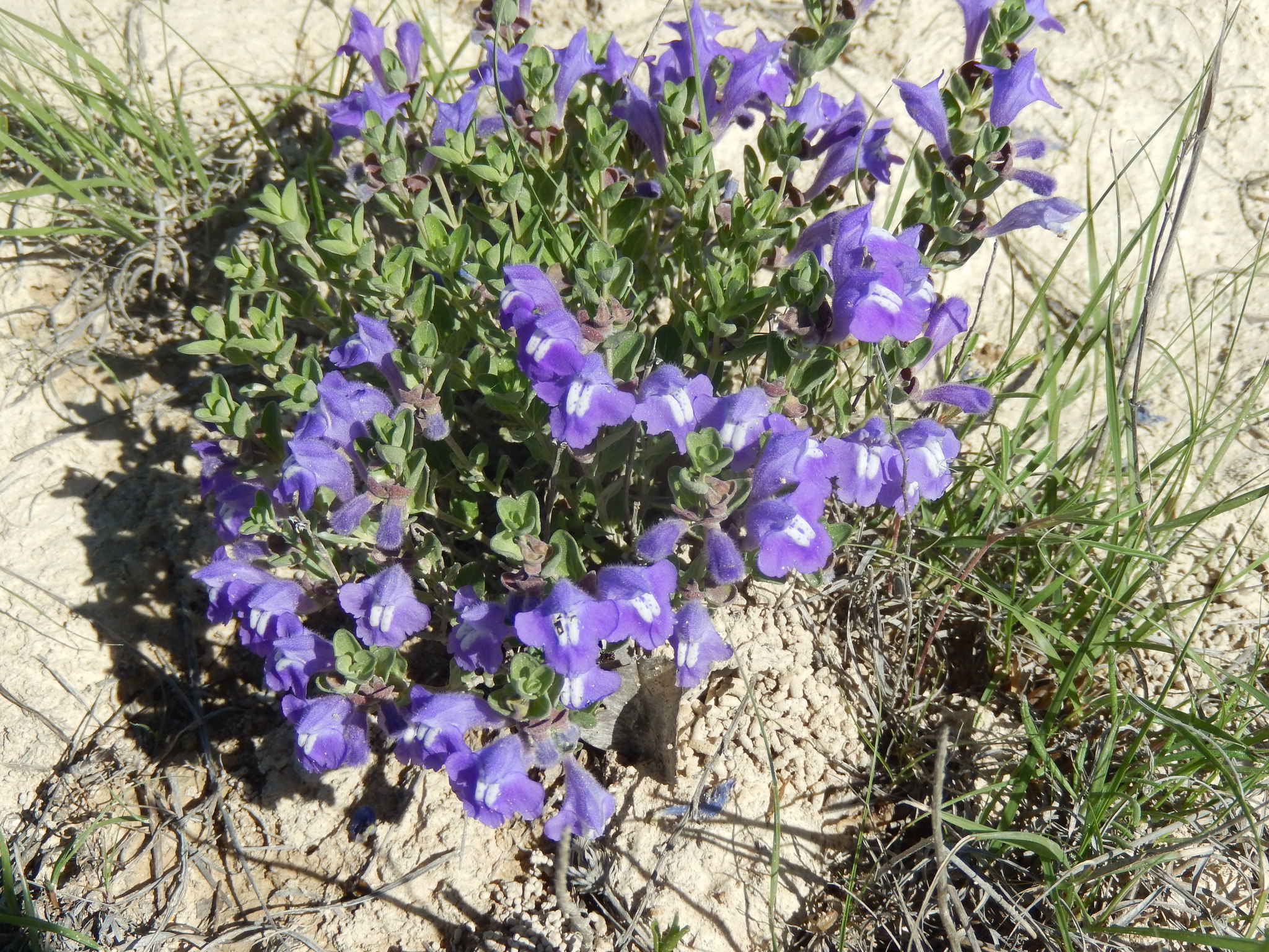 Scutellaria wrightii