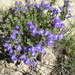 Wright's Skullcap - Photo (c) Bob O'Kennon, some rights reserved (CC BY-NC), uploaded by Bob O'Kennon