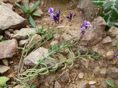 Linaria amethystea