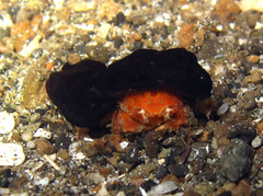 Lewindromia unidentata