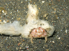 Lewindromia unidentata