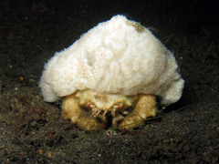 Lewindromia unidentata