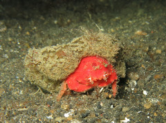 Lewindromia unidentata