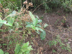 Cuscuta lupuliformis