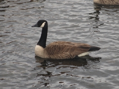 Branta canadensis