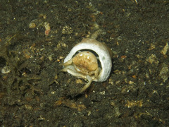 Lewindromia unidentata