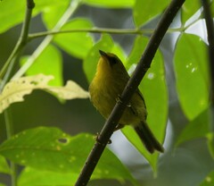 Cyanoderma chrysaeum