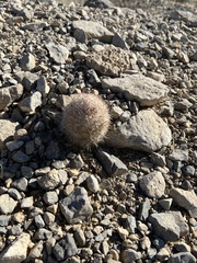 Escobaria chlorantha