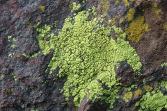 Acarosporaceae