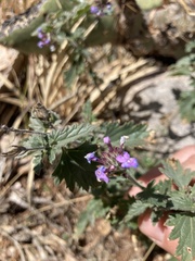 Glandularia gooddingii