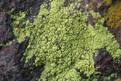 Acarosporaceae
